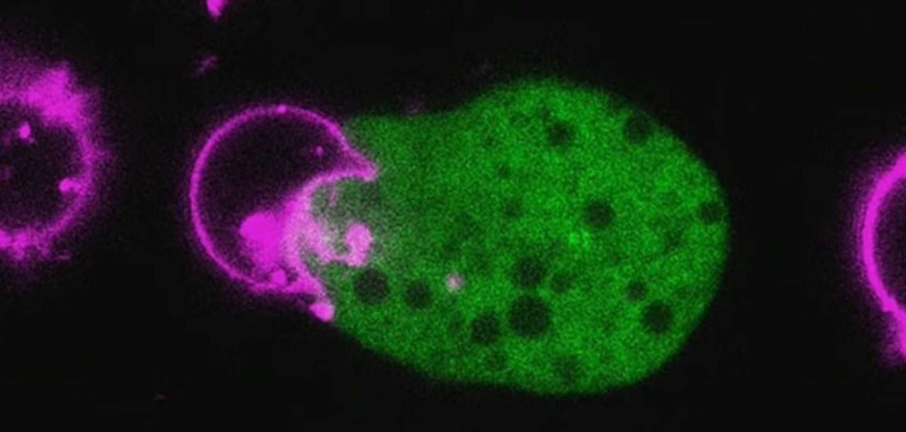 ameba-parasita-ladra-de-rostos-engana-o-sistema-imunologico