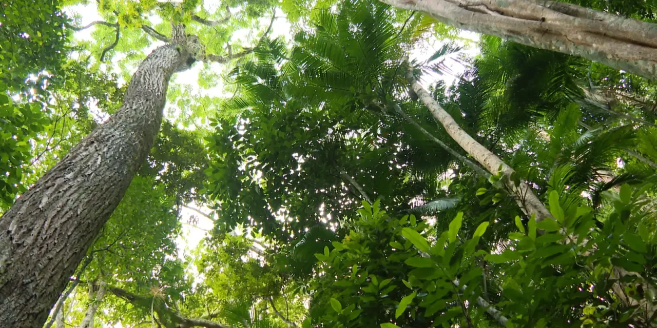 hoje-e-dia:-semana-do-meio-ambiente-e-obesidade-infantil-sao-destaques