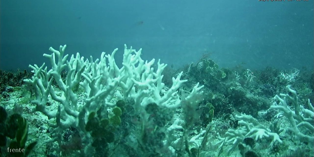 edital-do-bndes-destina-r$-43-milhoes-para-protecao-de-ilhas-oceanicas