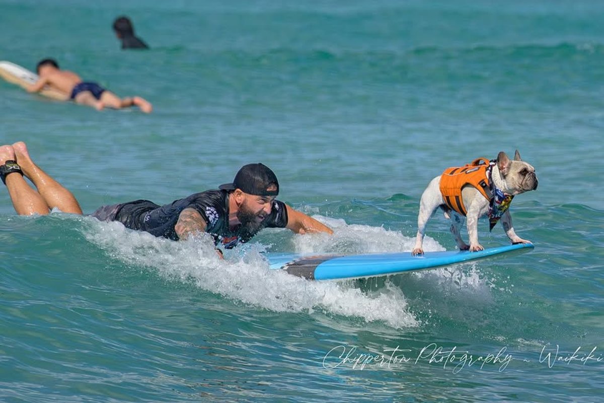 conheca-dale,-o-buldogue-surfista-do-live-action-de-lilo-&-stitch