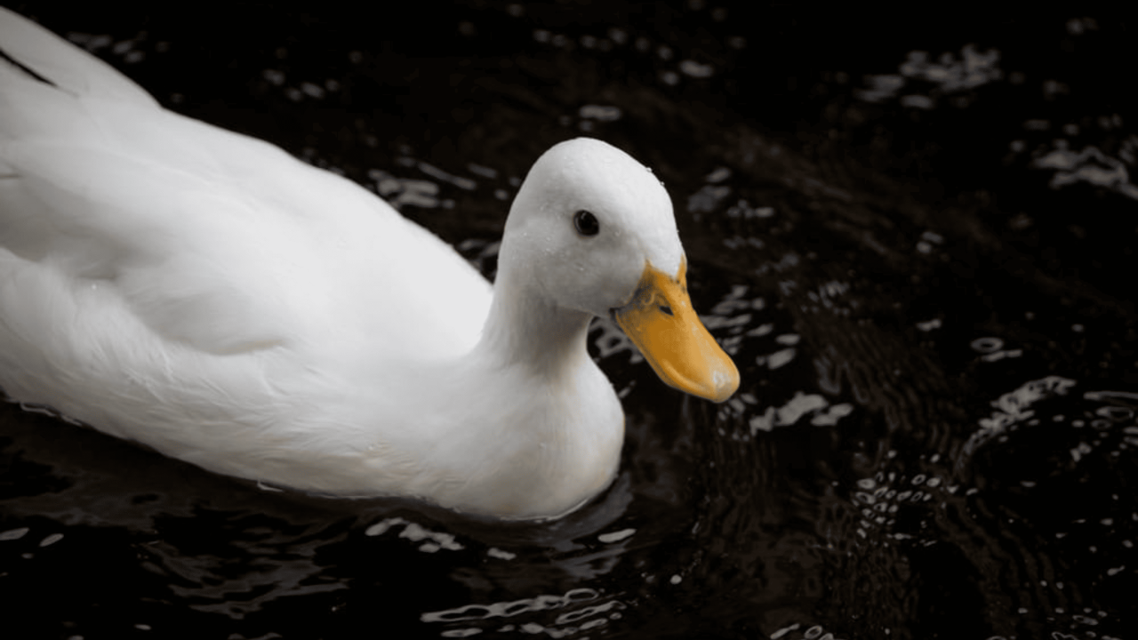 entenda-a-sindrome-do-pato-flutuante:-um-disturbio-mental-pouco-conhecido