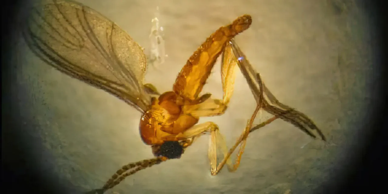 estado-do-rio-registra-quarta-morte-por-febre-do-oropouche