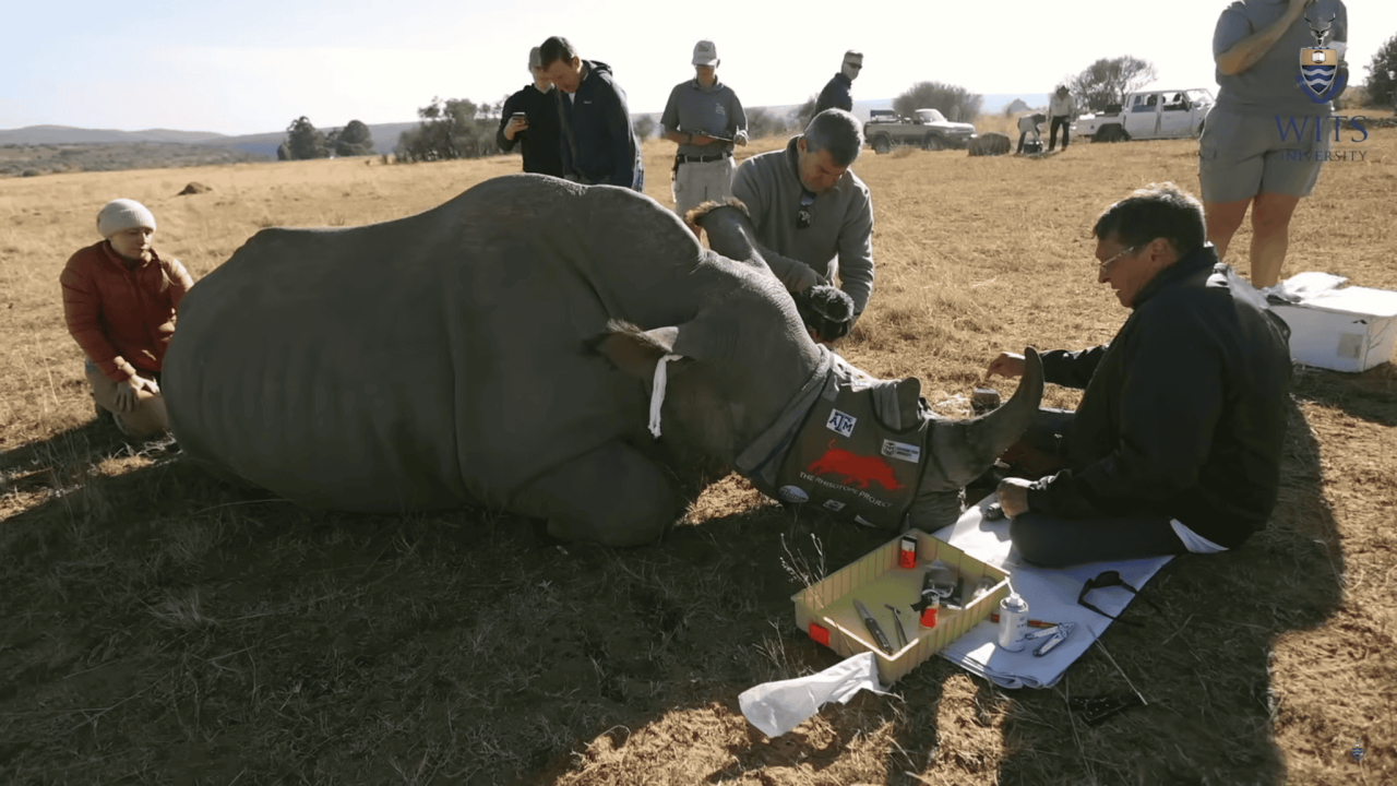 rinocerontes-se-tornam-radioativos-na-africa-do-sul-—-para-o-bem-deles
