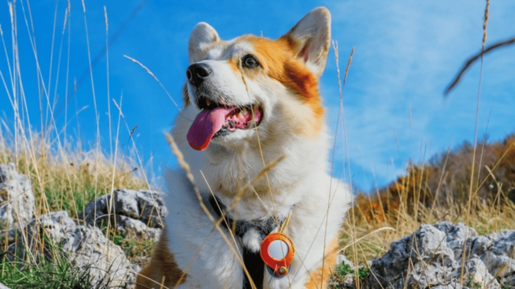 quer-rastrear-o-pet-com-airtag?-veja-os-pros-e-contras-do-acessorio-para-iphone