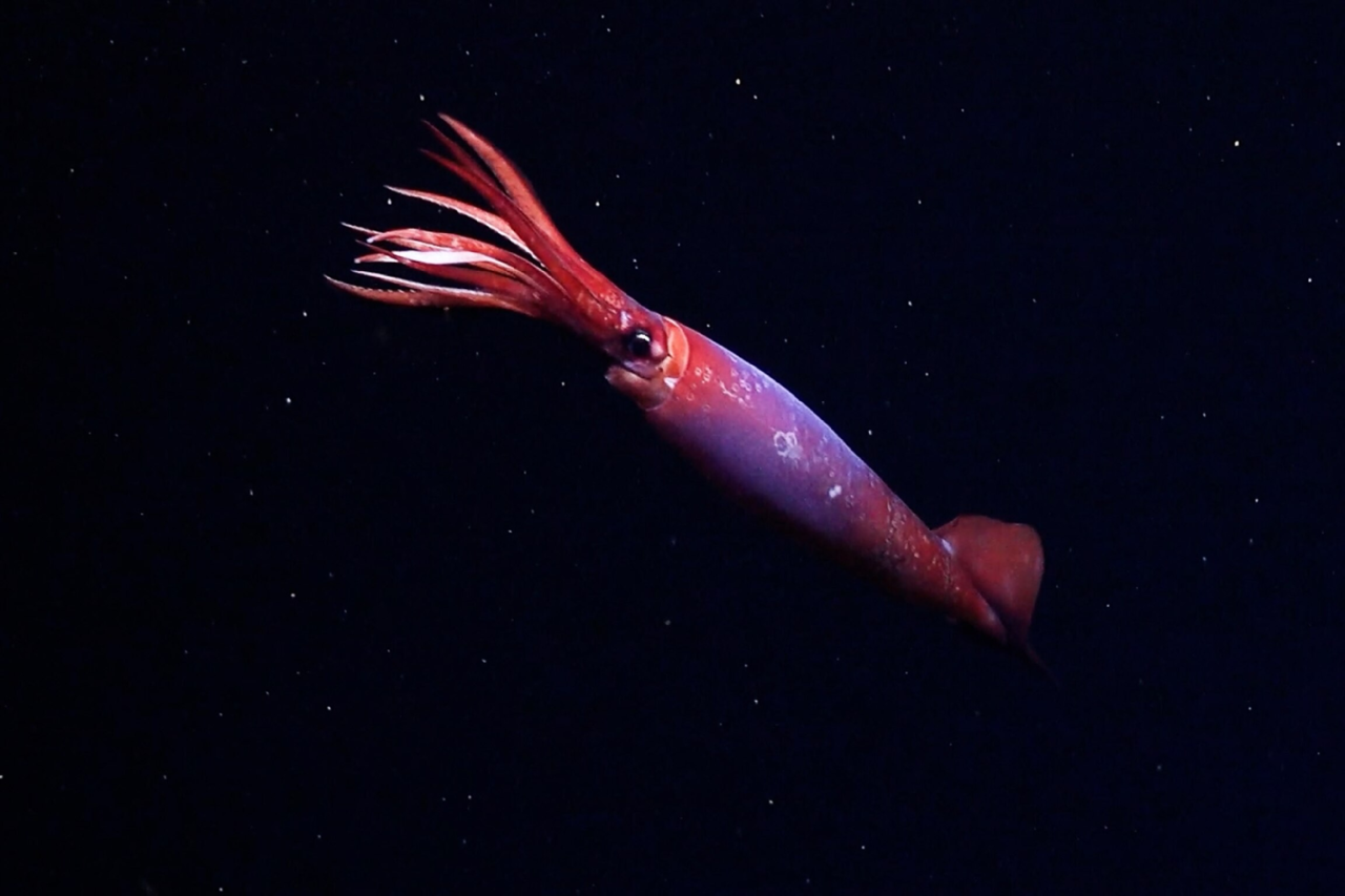 veja:-lula-rara-e-filmada-viva-pela-primeira-vez-nas-profundezas-do-oceano