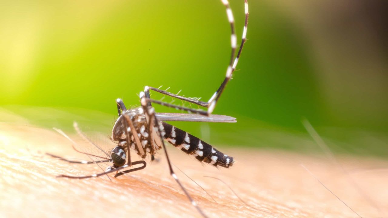 por-que-o-mosquito-da-dengue-se-chama-aedes-aegypti?