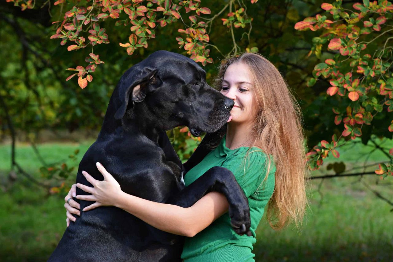 voce-conhece-as-maiores-racas-de-cachorro-do-mundo?-algumas-chegam-a-100-kg!