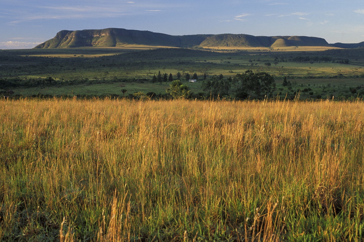 acervo-gratuito-reune-sons-originais-do-cerrado-brasileiro