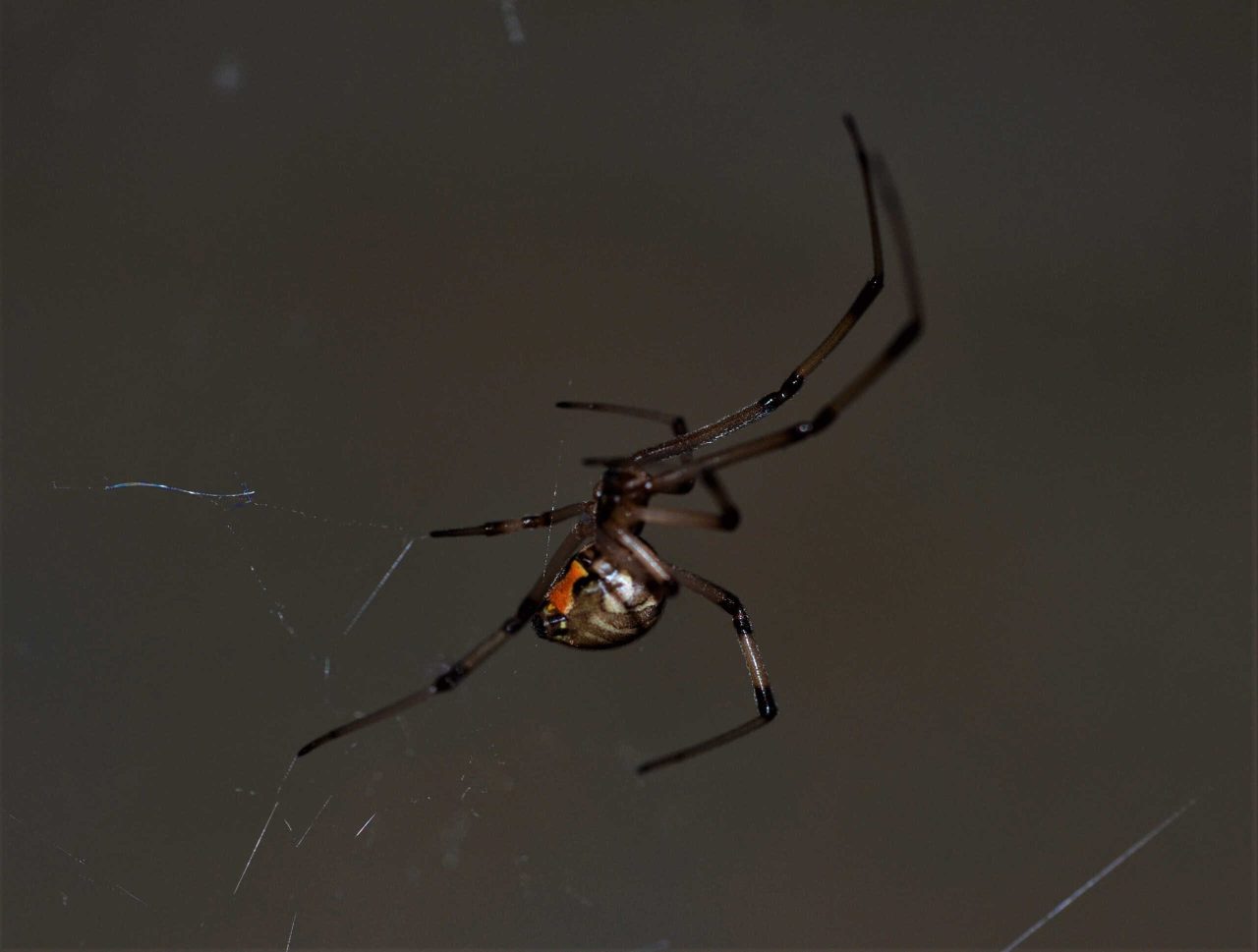 animais-venenosos-do-brasil:-6-especies-que-voce-nem-imagina-que-existem-por-aqui