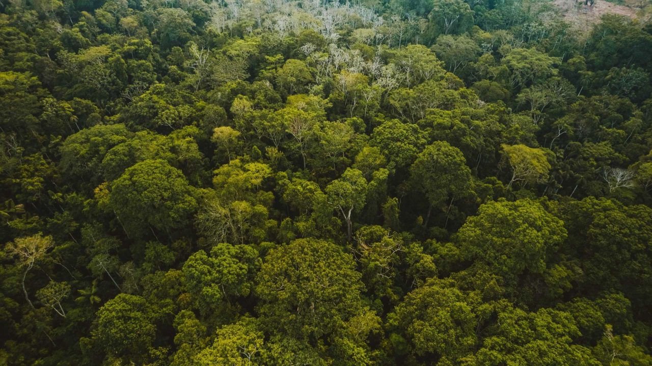 arvores-da-amazonia-revelam-cenario-preocupante-no-bioma