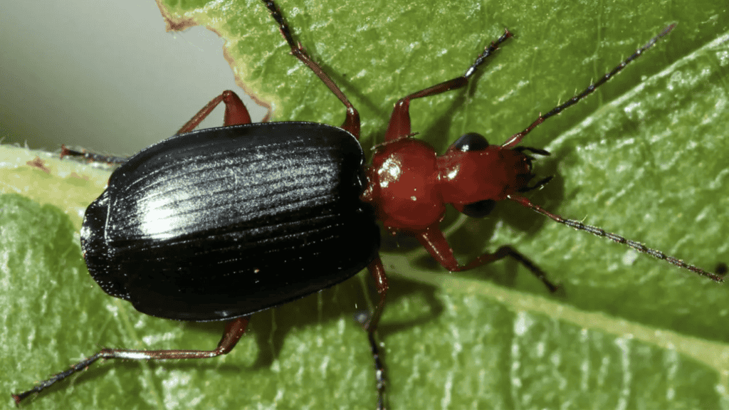 conheca-o-besouro-bombardeiro,-que-mata-inimigos-com-um-pum-mortal