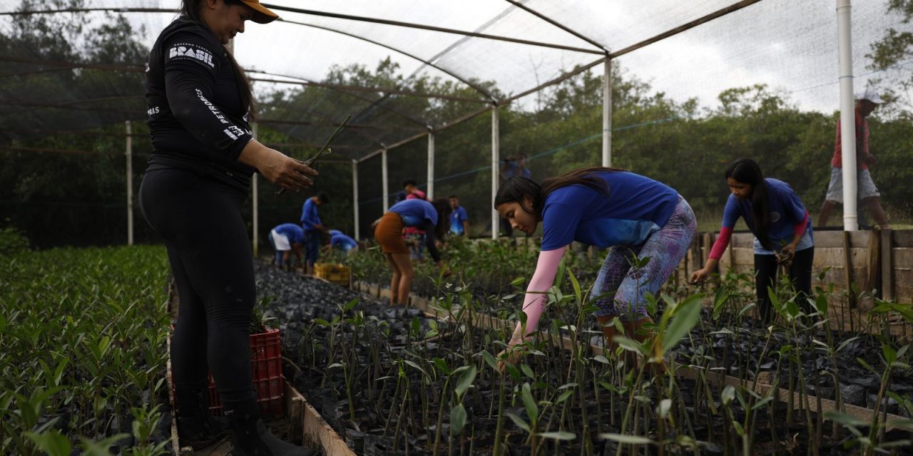 parceria-entre-pesquisadores-e-comunidades-protege-mangues-na-amazonia