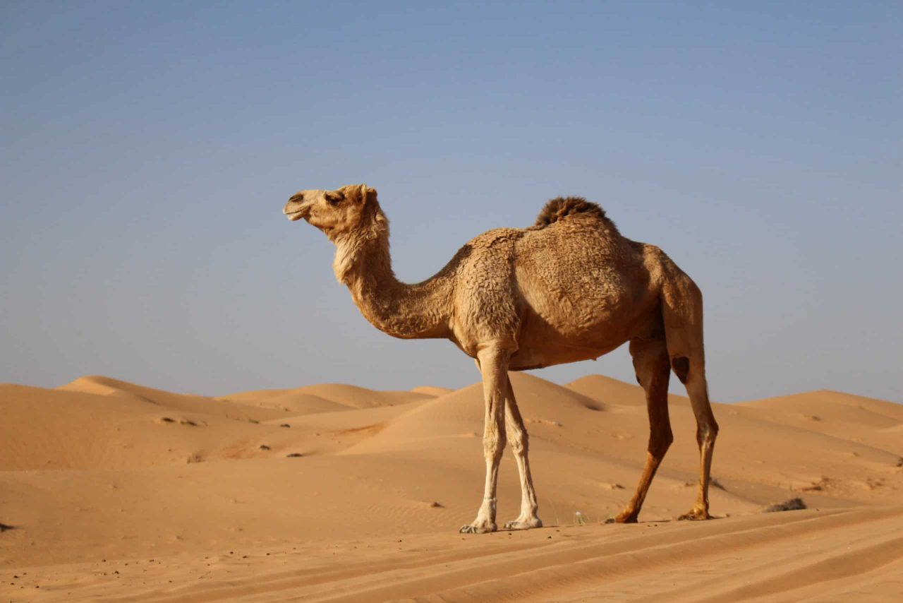 10-adaptacoes-dos-animais-para-sobreviver-no-deserto
