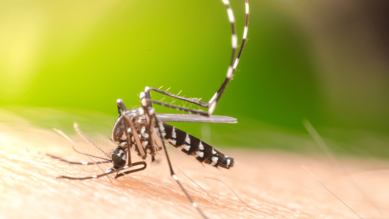 quais-testes-detectam-a-dengue-no-corpo-humano?