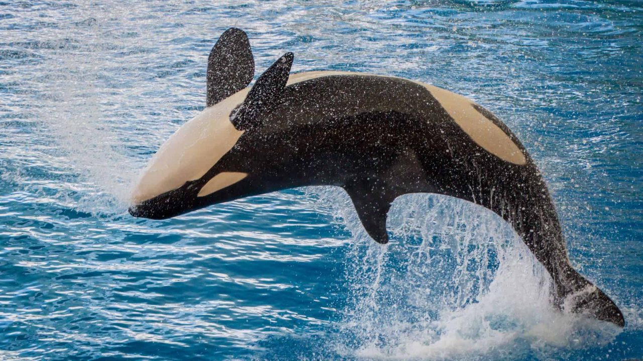 orcas-surpreendem-criando-ferramentas-para-higiene-com-algas-marinhas