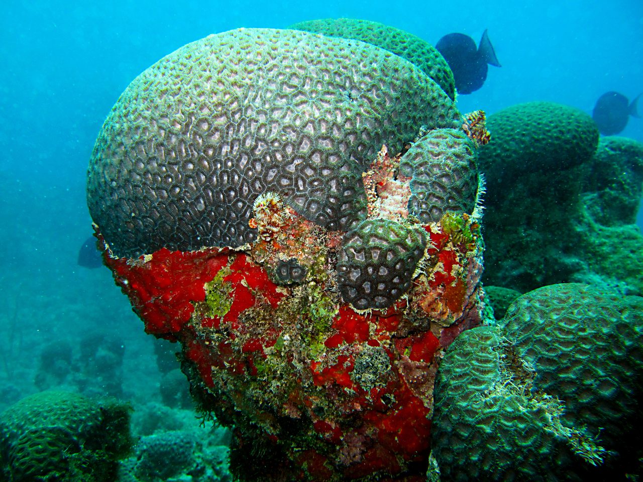 corais-brasileiros-podem-ser-aliados-contra-as-mudancas-climaticas