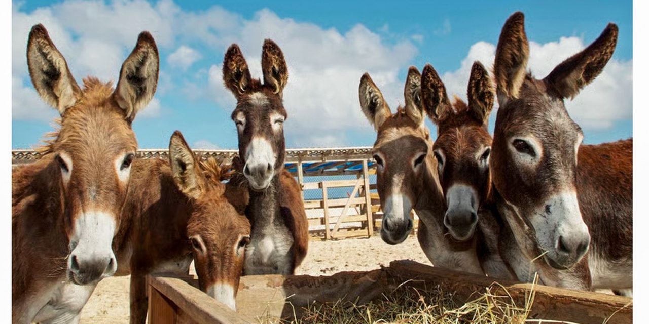 demanda-da-china-por-gelatina-coloca-jumentos-em-risco-de-extincao