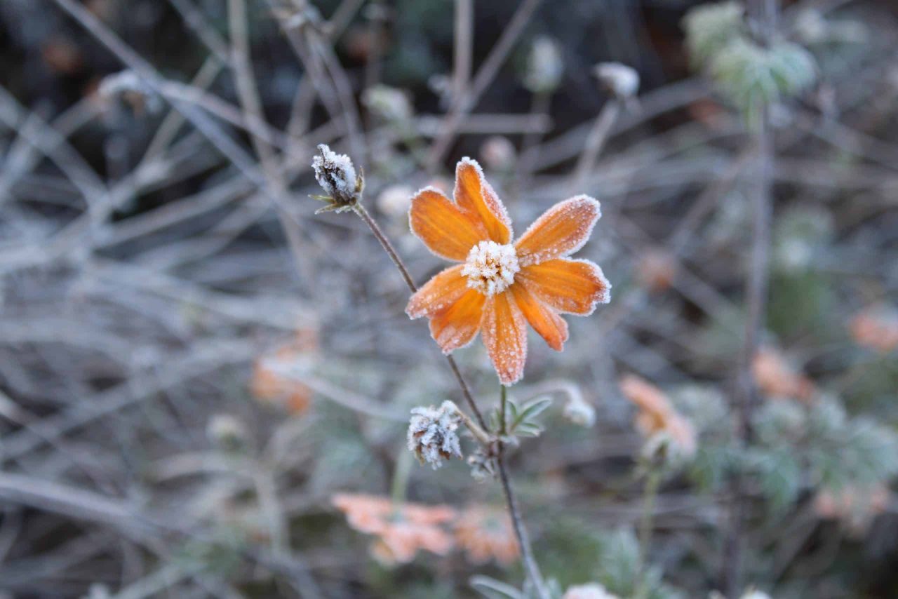 o-que-e-a-geada-negra?-veja-como-esse-fenomeno-afeta-a-agricultura