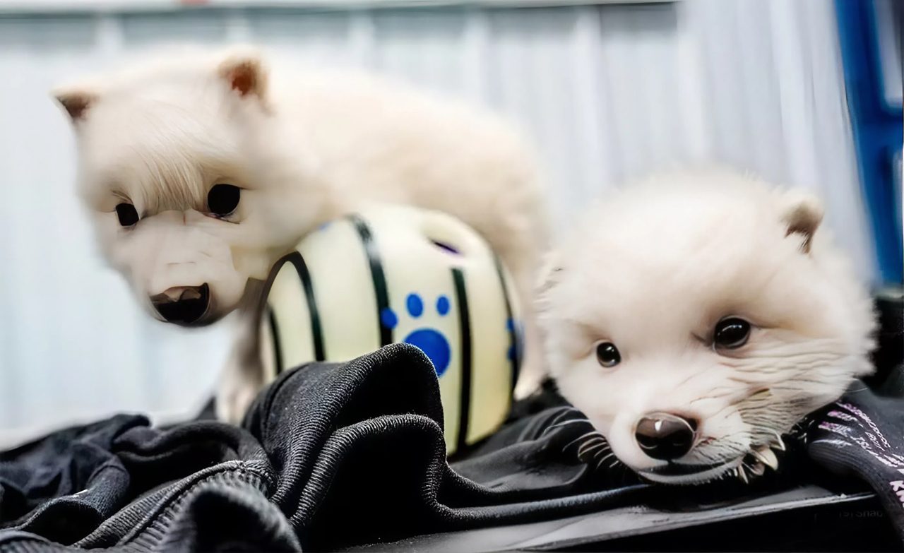 lobos-“quase”-terriveis-completam-seis-meses-e-dobram-de-tamanho