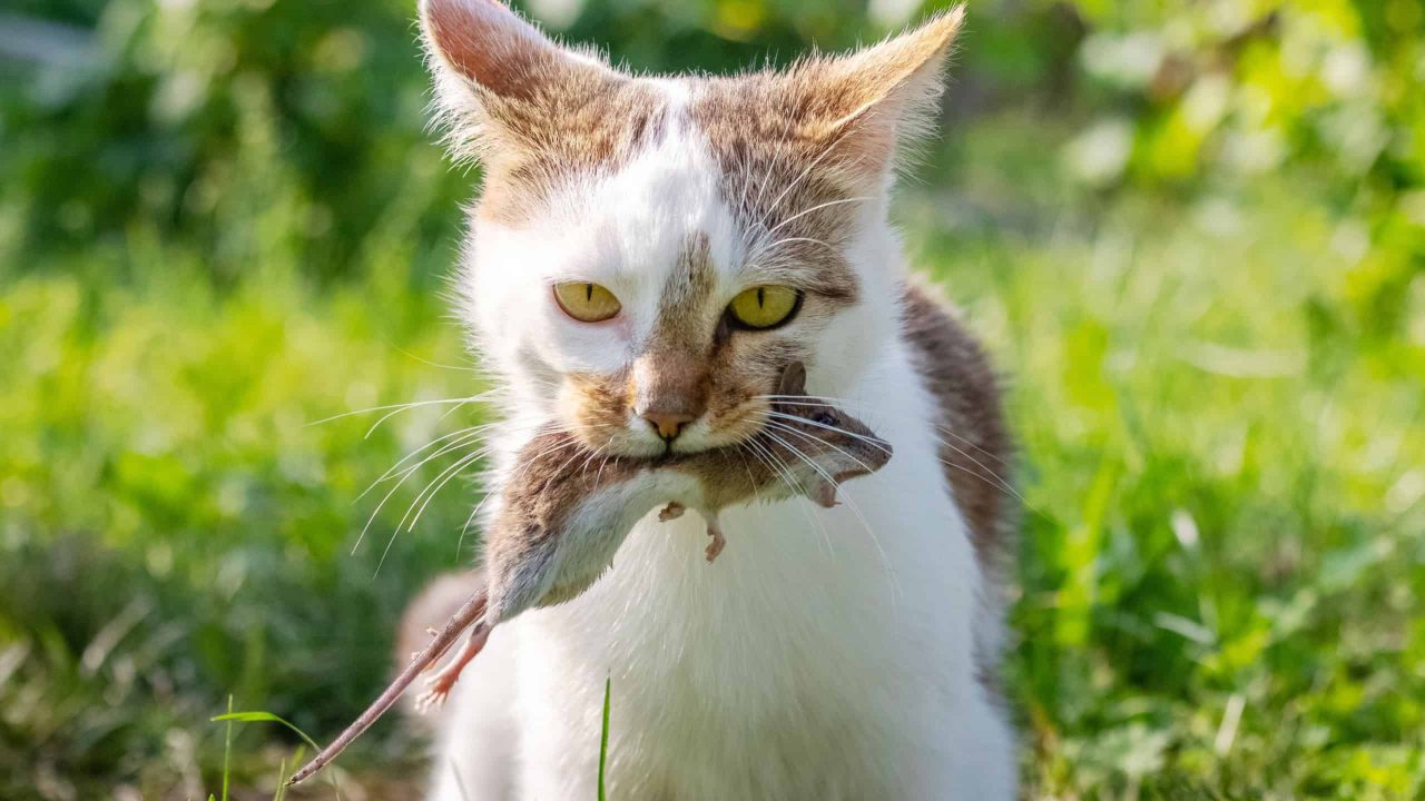 por-que-gatos-trazem-bichos-mortos-para-os-tutores?