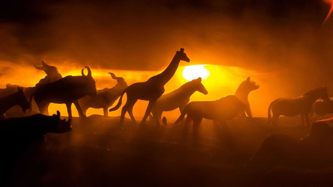 animais-realmente-conseguem-prever-desastres-naturais?