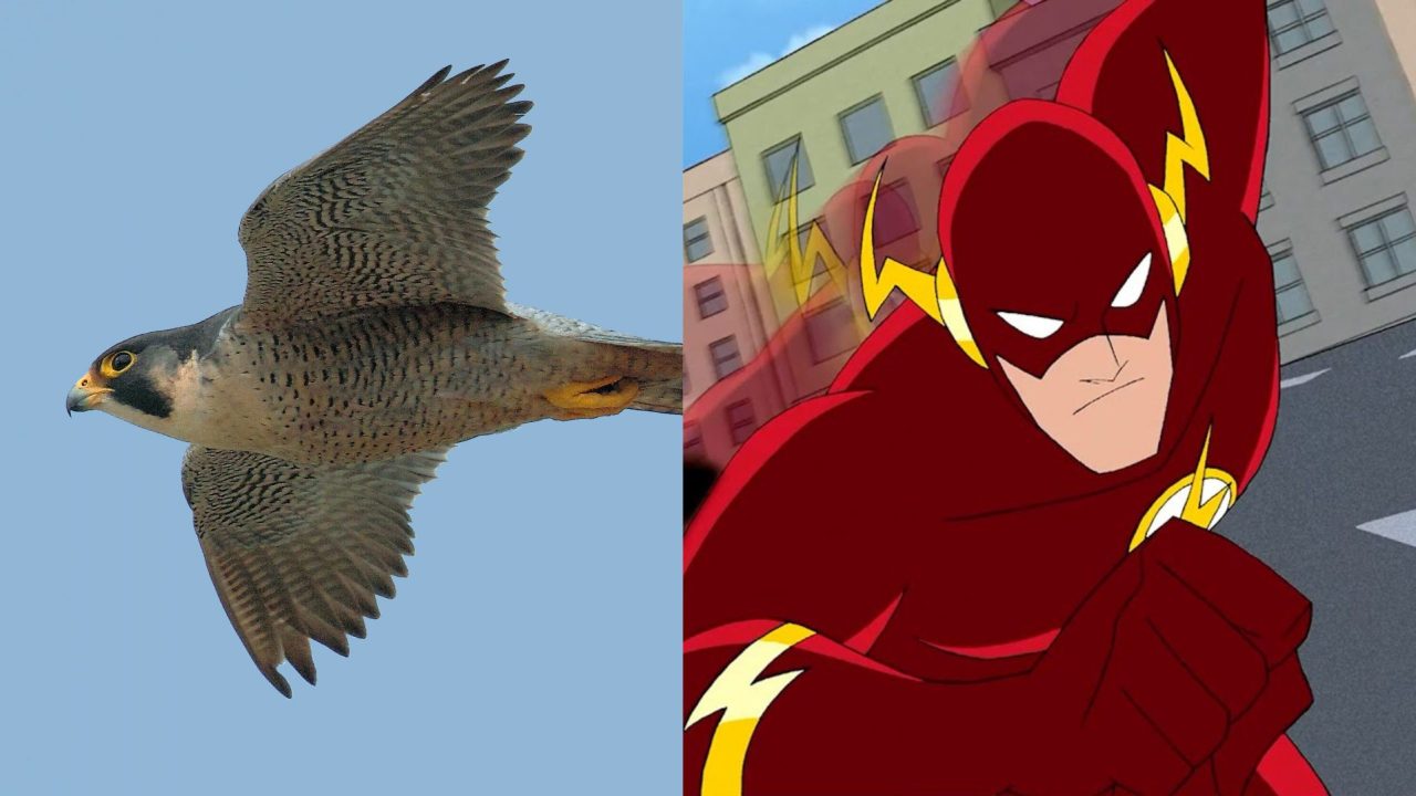 8-animais-com-habilidades-que-parecem-superpoderes