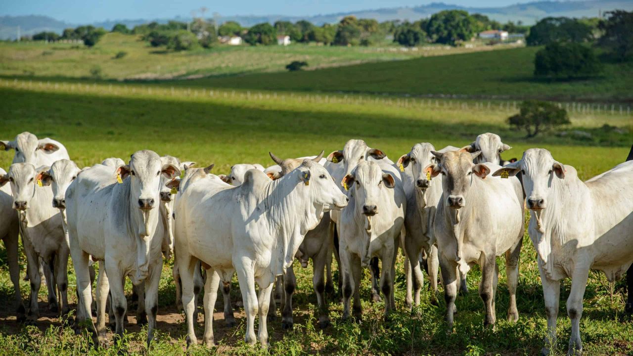 qual-a-diferenca-entre-boi-e-touro?