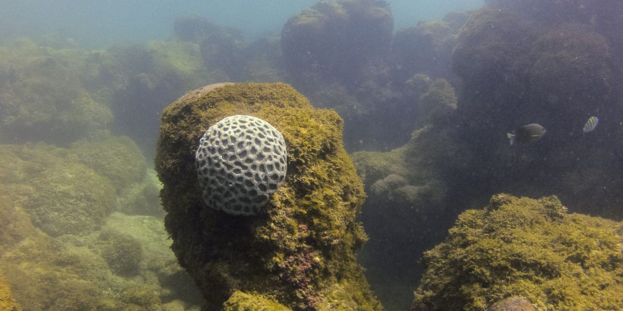 mpf-pede-criacao-de-plano-de-trafego-maritimo-em-maragogi-(al)