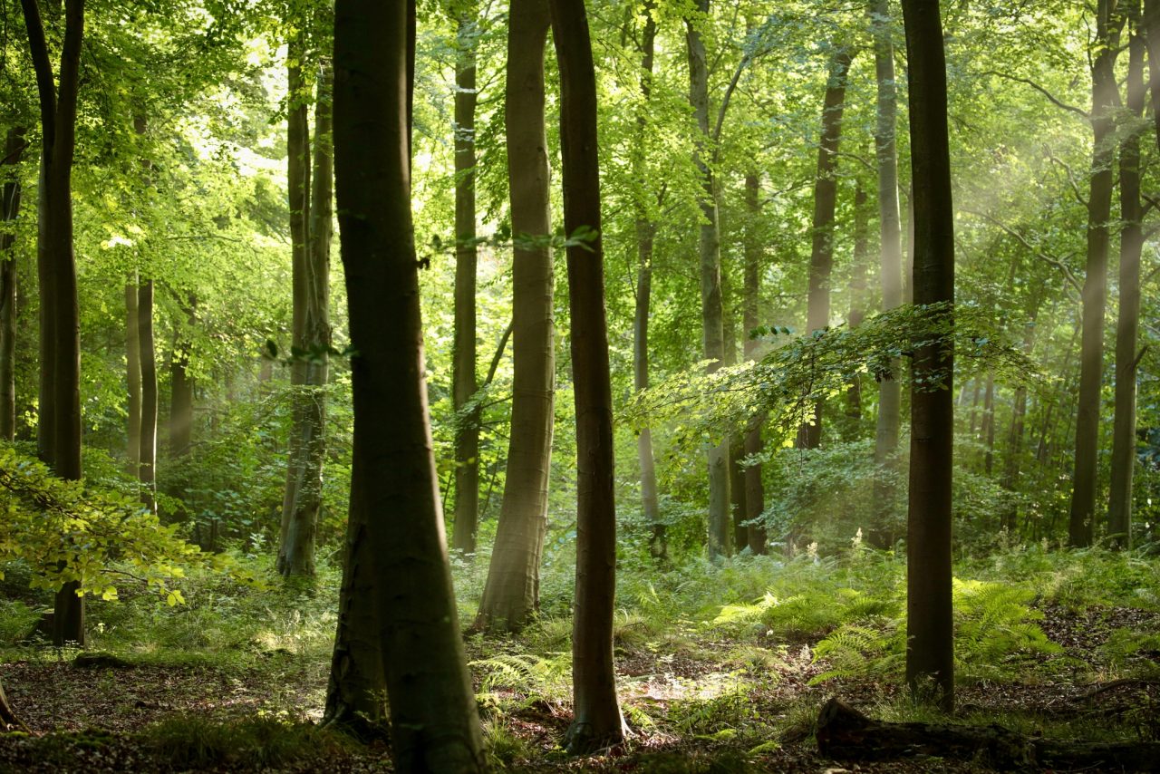 como-a-guerra-contra-a-russia-fez-surgir-uma-floresta-na-ucrania