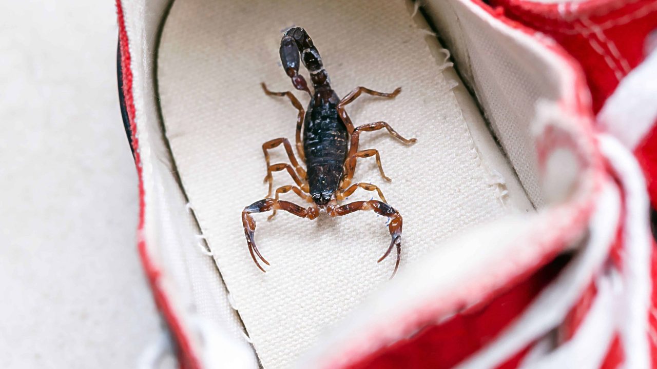 7-animais-peconhentos-que-entram-na-casa-dos-brasileiros