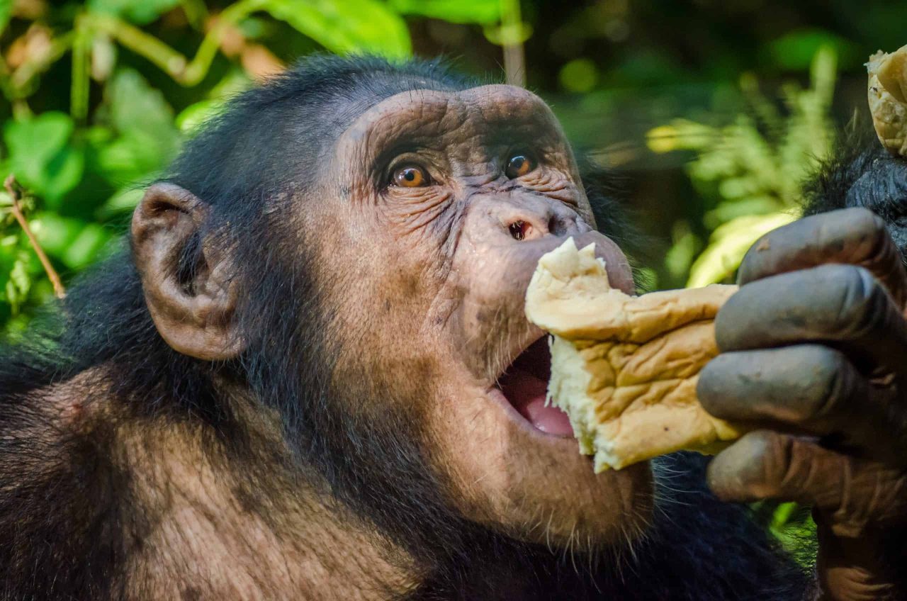 o-quao-proximo-o-homem-e-dos-chimpanzes,-e-por-que-eles-nao-falam-como-nos?