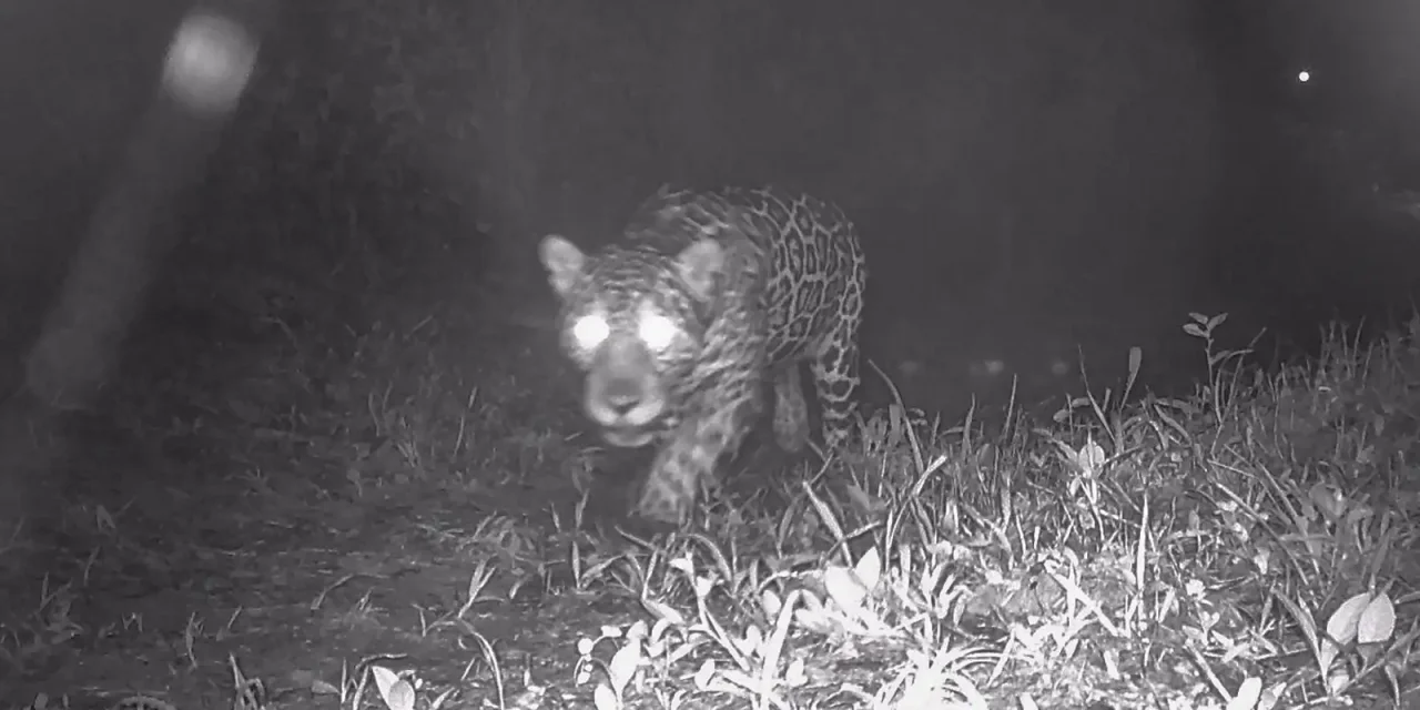 apos-50-anos,-onca-pintada-e-registrada-nas-matas-de-valenca,-no-rio