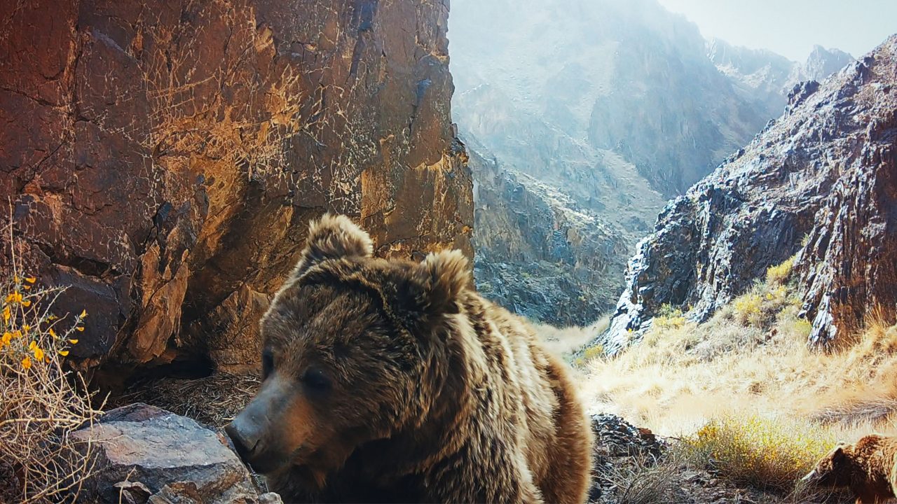alerta-de-fofura!-documentario-mostra-‘urso-mais-raro-do-mundo’-com-filhote