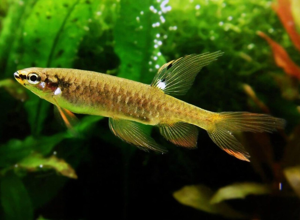 esse-peixe-da-amazonia-bota-ovos-fora-d’agua-e-depois-precisa-rega-los