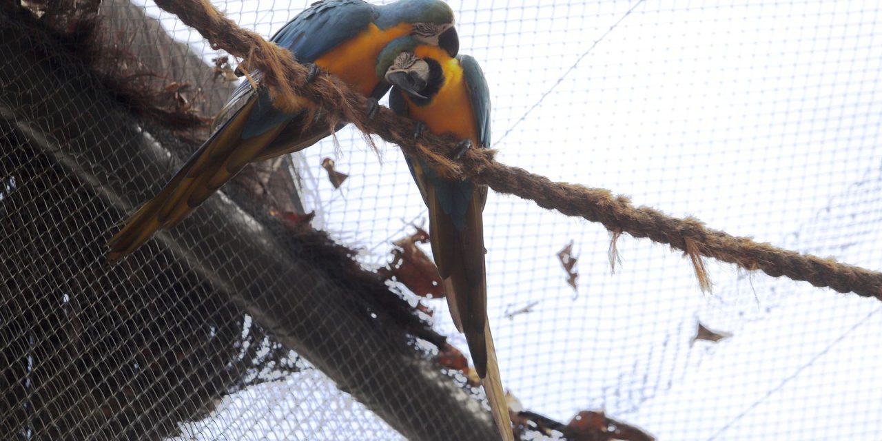 morte-de-mais-quatro-aves-fecha-ao-publico-zoologico-do-rio