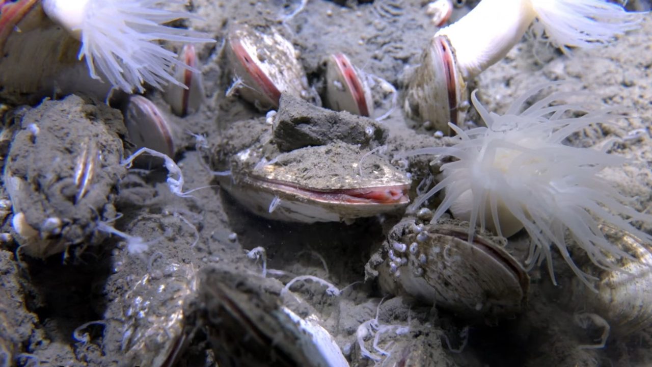 cientistas-espiam-como-e-a-vida-no-lugar-mais-fundo-da-terra