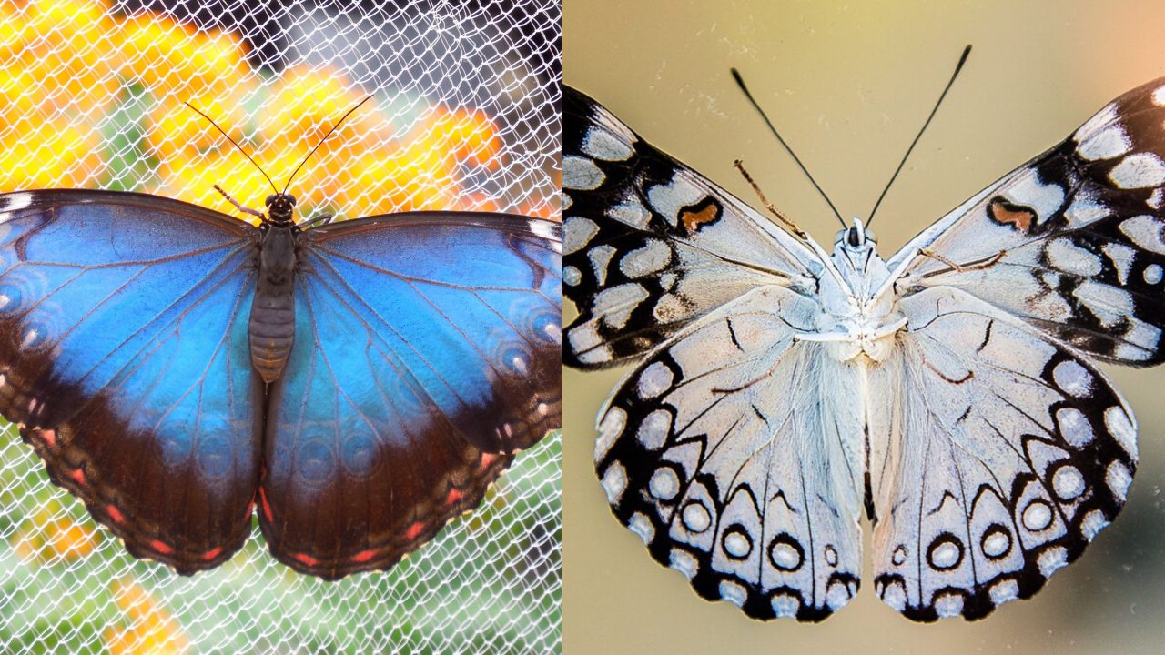 qual-a-diferenca-entre-borboleta-e-mariposa?