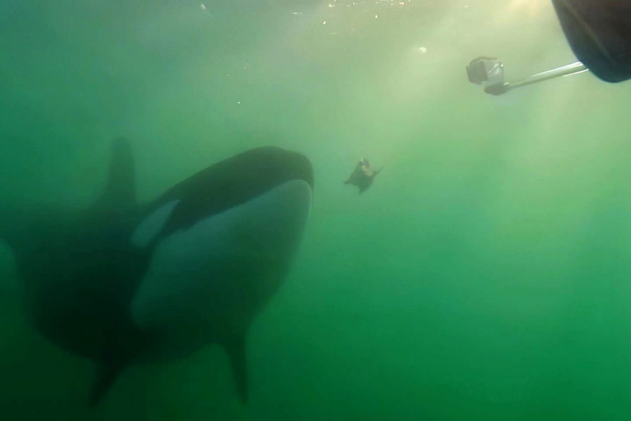 orcas-presenteiam-humanos-para-criar-lacos-sociais,-diz-estudo