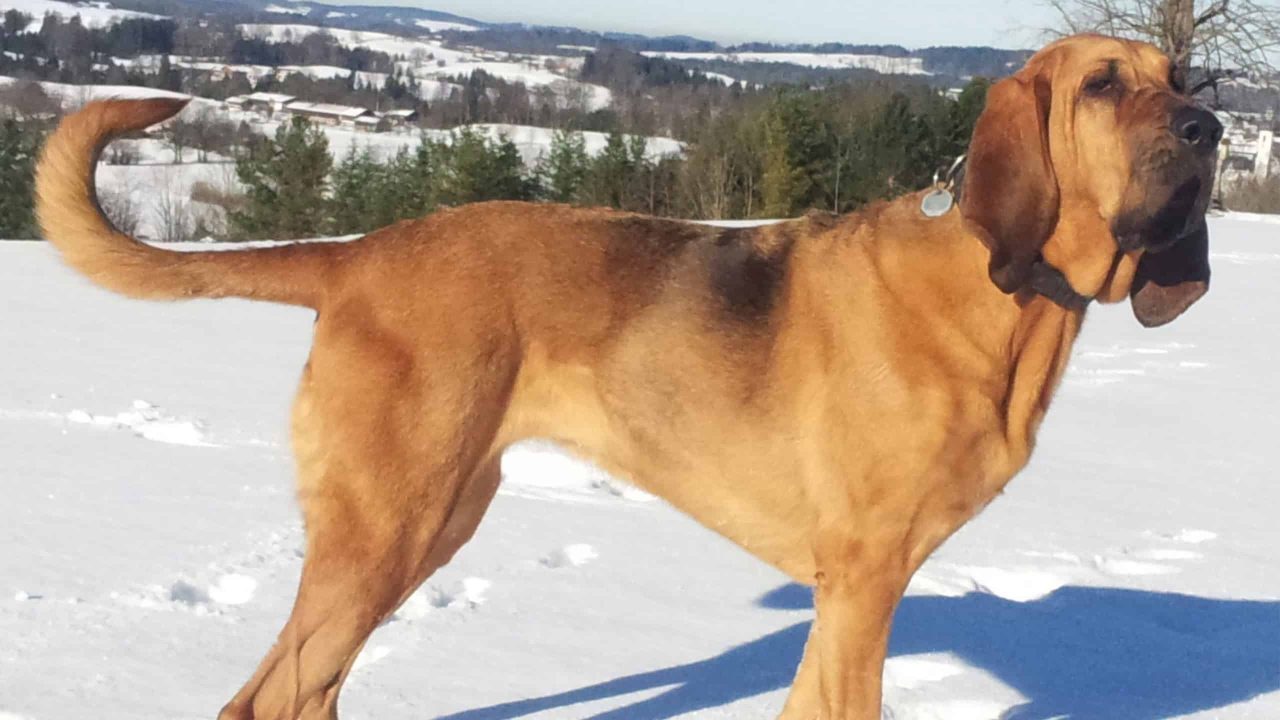 quais-animais-tem-o-olfato-mais-poderoso?-veja-a-lista