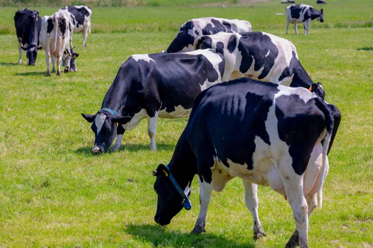 entenda-a-possivel-ligacao-da-doenca-da-vaca-louca-com-o-parkinson-e-o-alzheimer