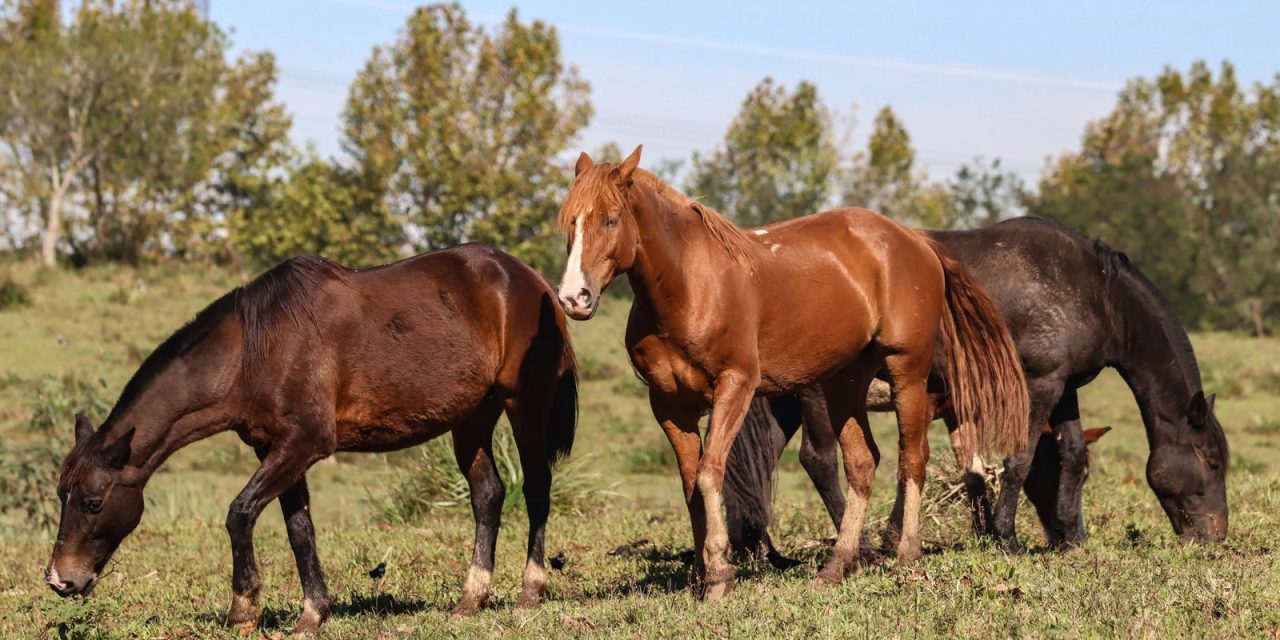 ministerio-registra-morte-de-222-cavalos-apos-ingestao-de-nutratta