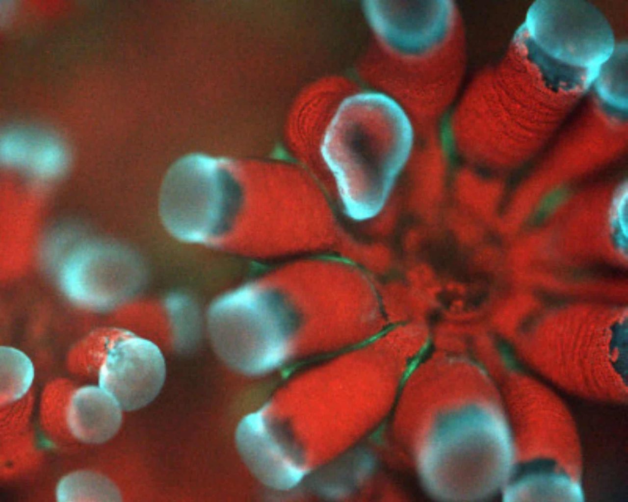 novo-microscopio-capta-imagens-incriveis-de-corais-e-vida-marinha