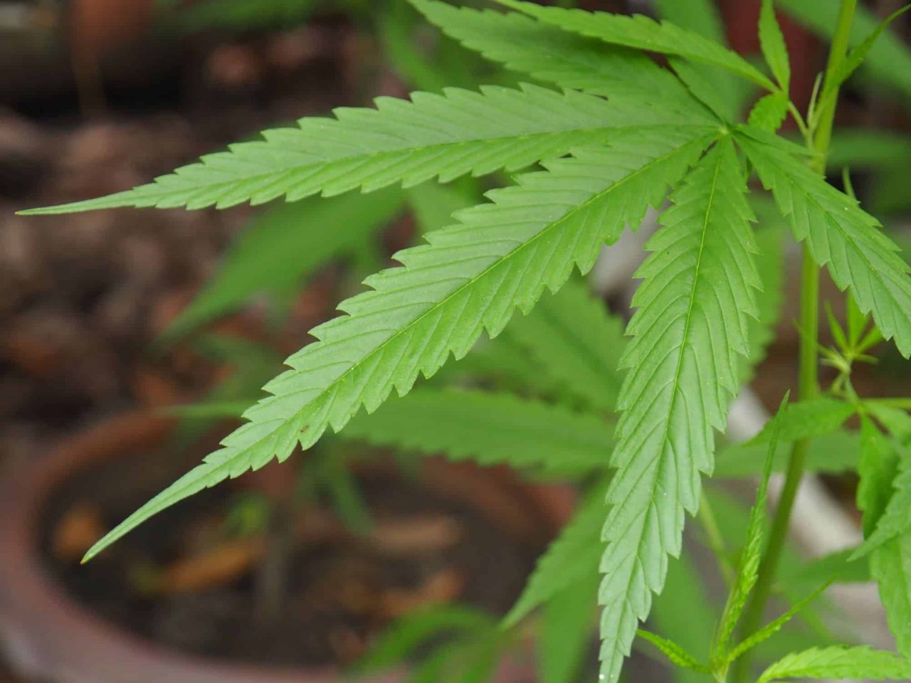 canabidiol-tem-efeito-contra-dor-cronica-e-depressao-em-animais,-revela-estudo