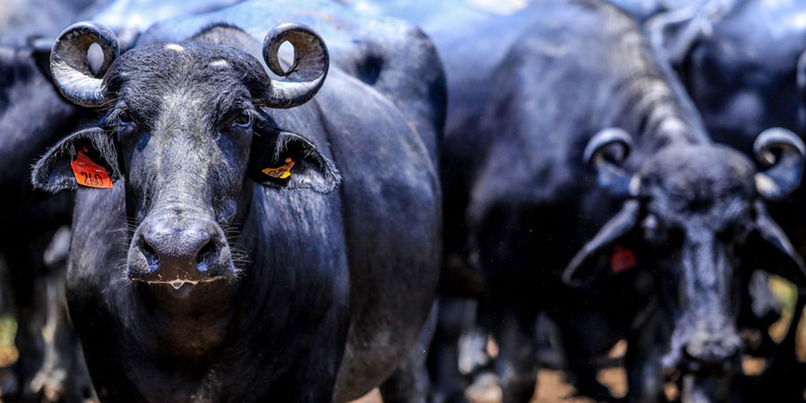 acao-na-justica-quer-salvar-bufalos-em-situacao-de-calamidade-no-ma