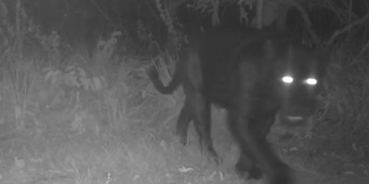 onca-preta-aparece-pela-primeira-vez-em-reserva-no-cerrado