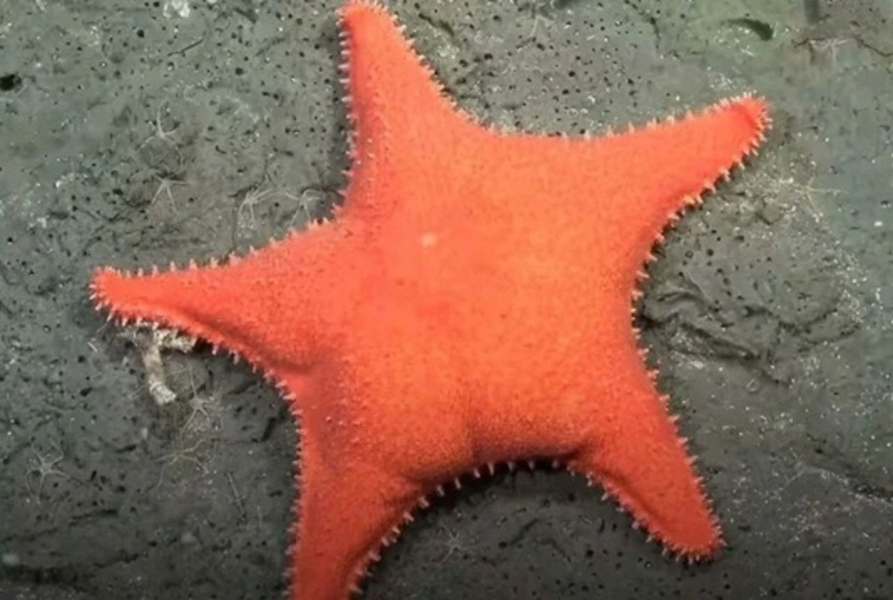 patrick,-e-voce?-estrela-do-mar-com-‘bumbum’-e-encontrada-no-fundo-do-mar