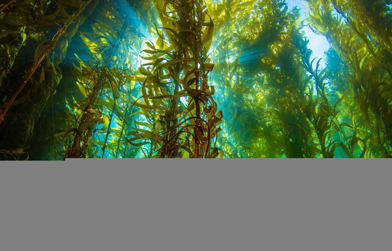 ha-algo-de-errado-com-a-fotossintese-das-algas,-segundo-estudo