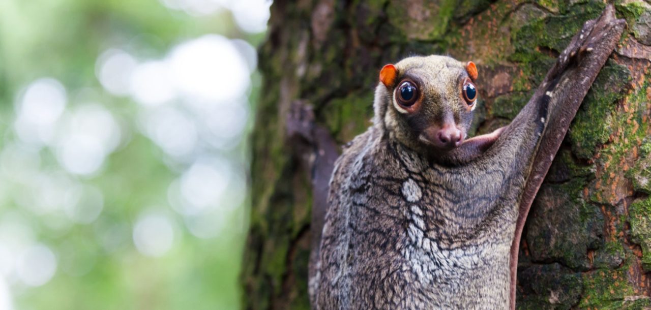 o-“lemure-voador”-que-nao-voa-e-nem-e-lemure