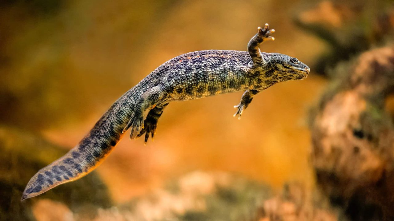 essa-salamandra-tem-uma-das-defesas-mais-bizarras-da-natureza