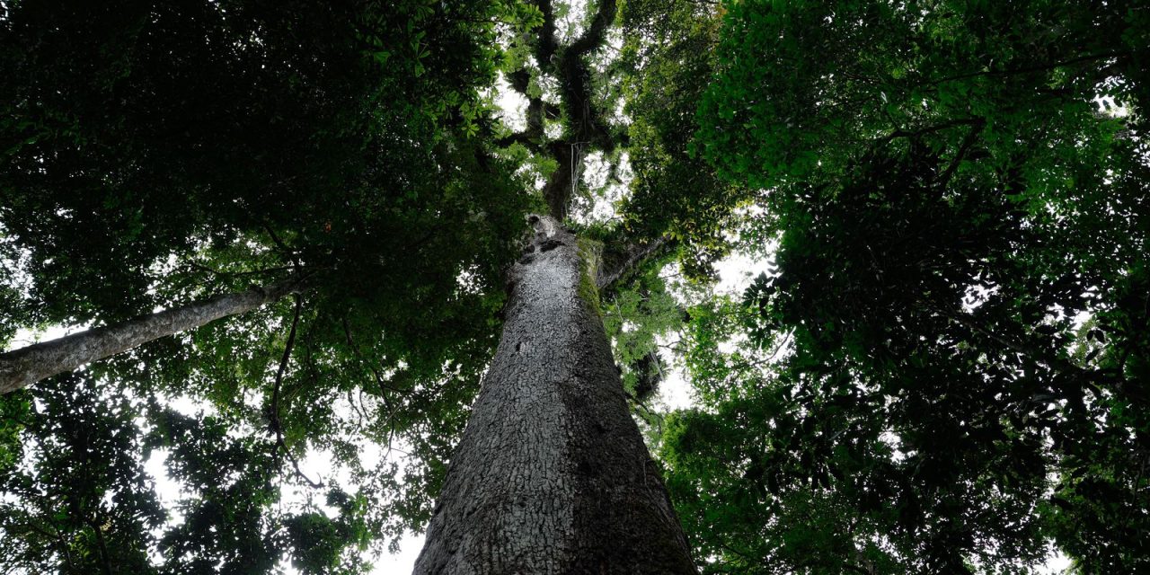 lula-sanciona-lei-do-licenciamento-ambiental-com-63-vetos